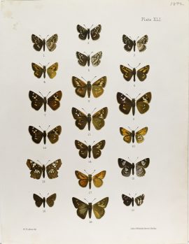 Antique Entomology Lithograph - Butterfly Plate (1892)