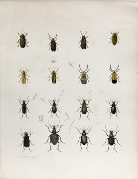 Antique Entomology Lithograph - Beetle Plate (1854)