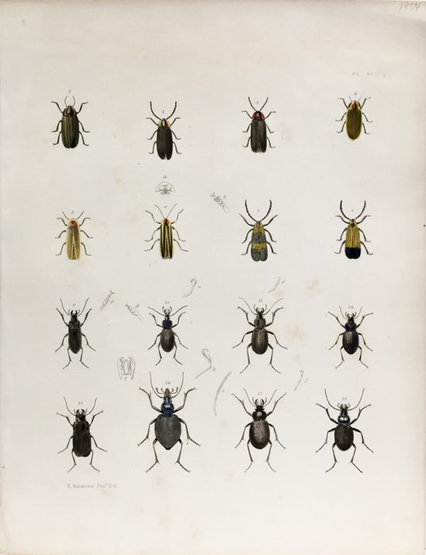 Antique Entomology Lithograph - Beetle Plate (1854)