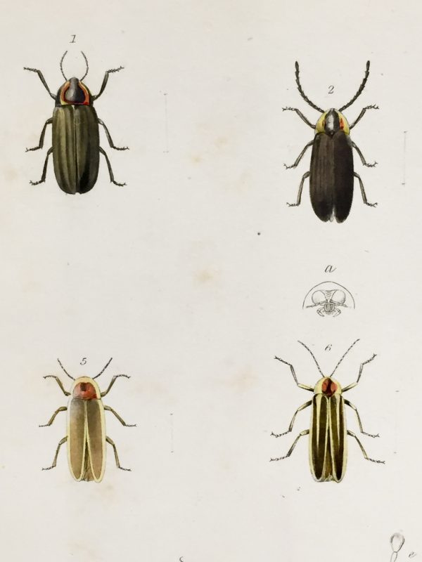 Antique Entomology Lithograph - Beetle Plate (1854)