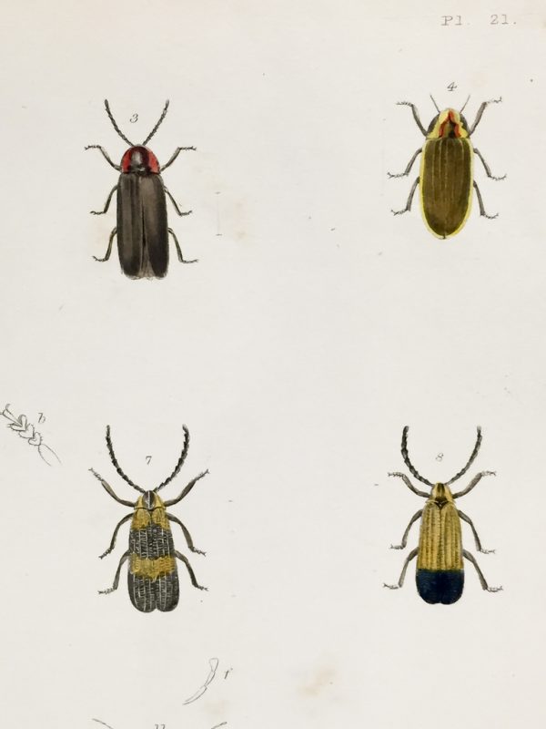 Antique Entomology Lithograph - Beetle Plate (1854)