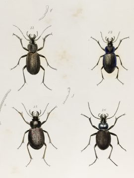 Antique Entomology Lithograph - Beetle Plate (1854)