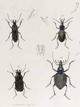 Antique Entomology Lithograph - Beetle Plate (1854)