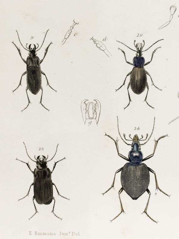 Antique Entomology Lithograph - Beetle Plate (1854)