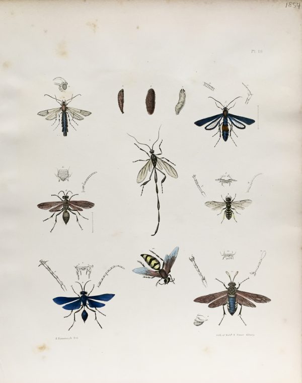 Antique Entomology Lithograph - Wasp Plate (1854)