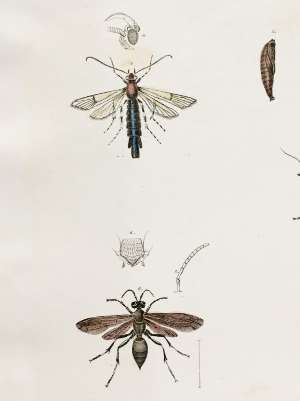 Antique Entomology Lithograph - Wasp Plate (1854)