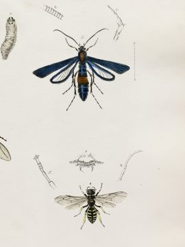 Antique Entomology Lithograph - Wasp Plate (1854)