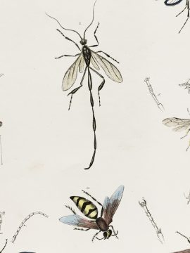 Antique Entomology Lithograph - Wasp Plate (1854)