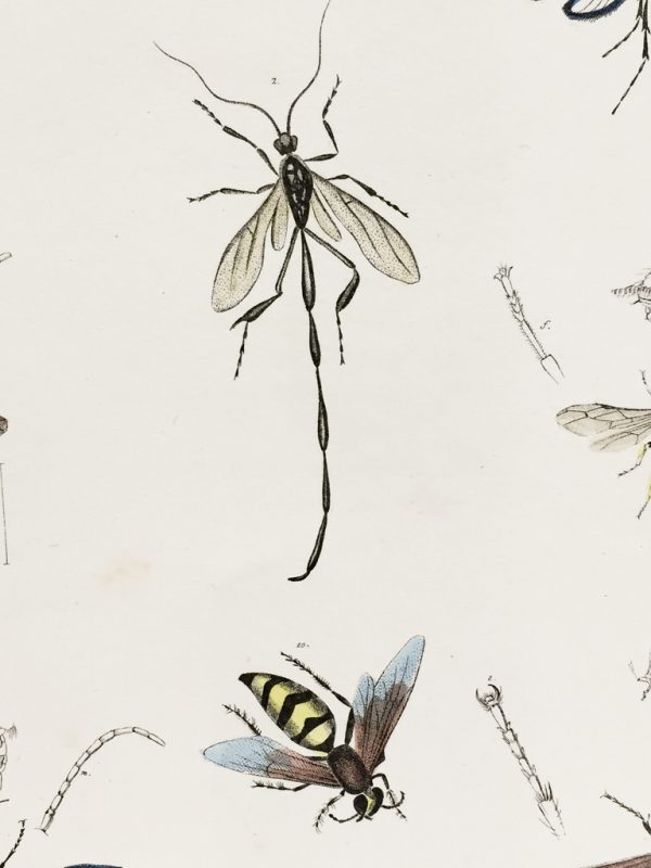 Antique Entomology Lithograph - Wasp Plate (1854)