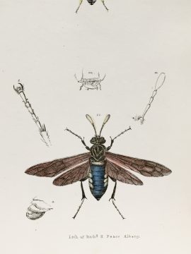 Antique Entomology Lithograph - Wasp Plate (1854)