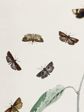 Antique Entomology Lithograph - Butterfly Plate c.1890