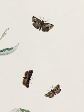 Antique Entomology Lithograph - Butterfly Plate c.1890