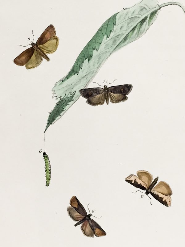 Antique Entomology Lithograph - Butterfly Plate c.1890