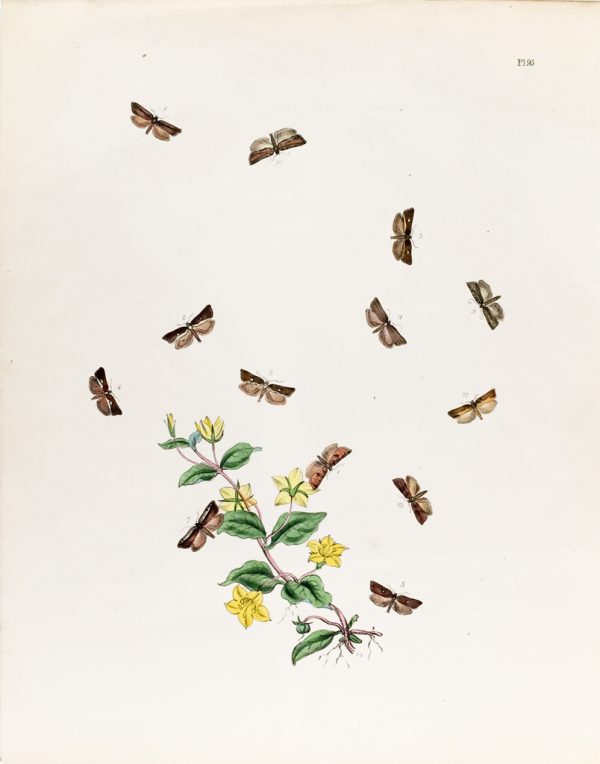 Antique Entomology Lithograph - Butterfly Plate c.1890