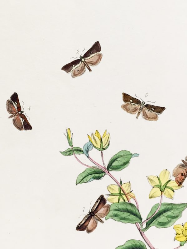 Antique Entomology Lithograph - Butterfly Plate c.1890