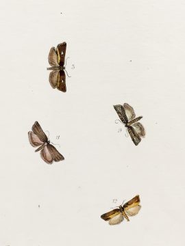Antique Entomology Lithograph - Butterfly Plate c.1890