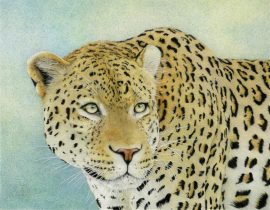 Nancy Charles - Cheetah In Wait