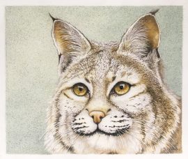 Original Bobcat Drawing - Nancy Charles