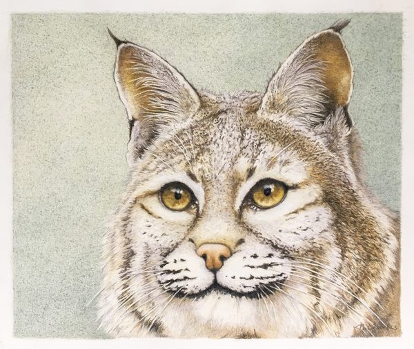 Original Bobcat Drawing - Nancy Charles