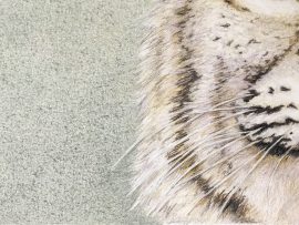 Original Bobcat Drawing - Nancy Charles