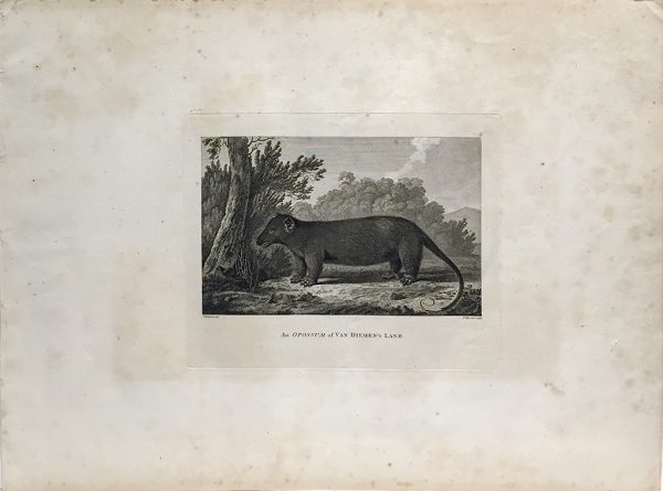 Cook Engraving - An Opossum of Van Dieman's Land