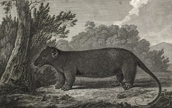 Cook Engraving - An Opossum of Van Dieman's Land