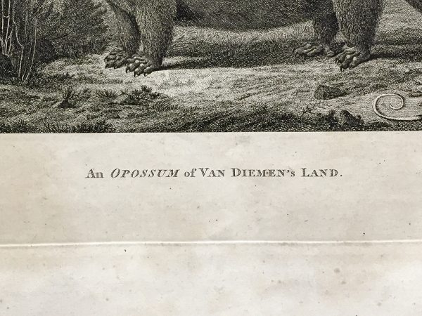 Cook Engraving - An Opossum of Van Dieman's Land