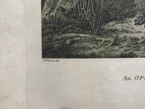 Cook Engraving - An Opossum of Van Dieman's Land