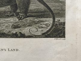 Cook Engraving - An Opossum of Van Dieman's Land