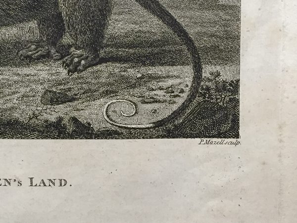 Cook Engraving - An Opossum of Van Dieman's Land