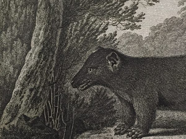 Cook Engraving - An Opossum of Van Dieman's Land