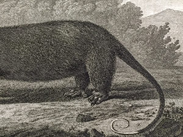 Cook Engraving - An Opossum of Van Dieman's Land