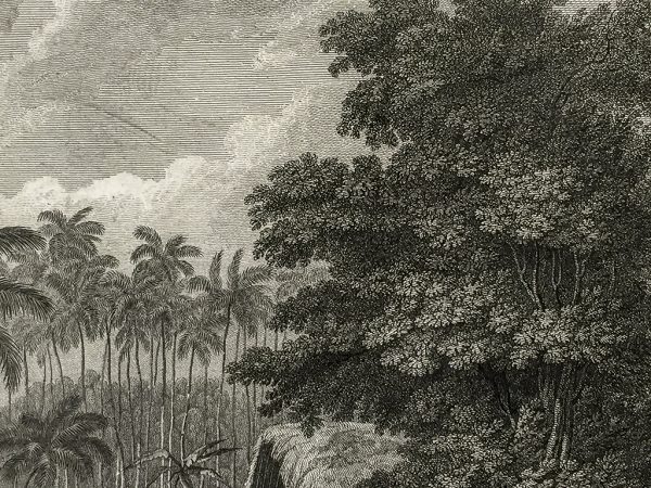 Cook Engraving - A View of Anamooka