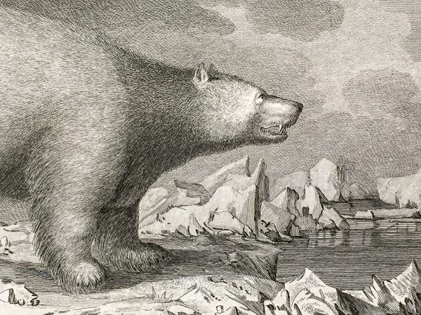 Cook Engraving - A White Bear
