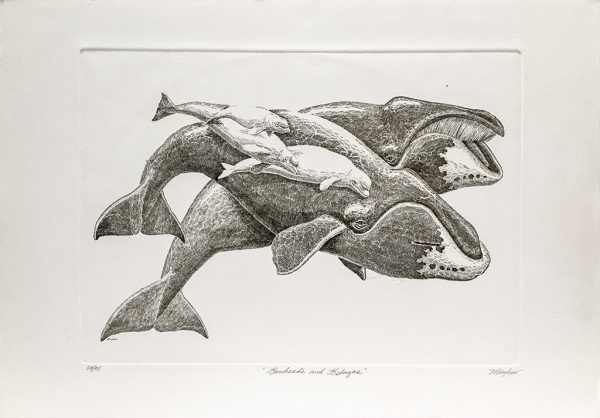 J.D. Mayhew Limited Edition Print - Bowheads and Beluga Whales