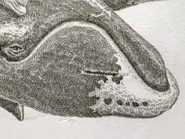 J.D. Mayhew Limited Edition Print - Bowheads and Beluga Whales