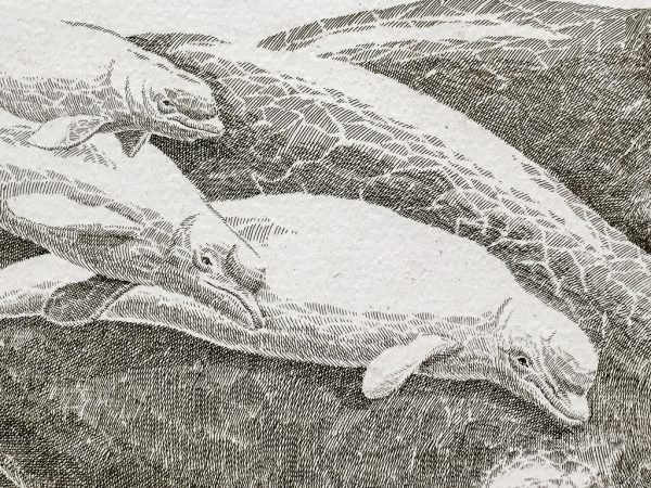 J.D. Mayhew Limited Edition Print - Bowheads and Beluga Whales